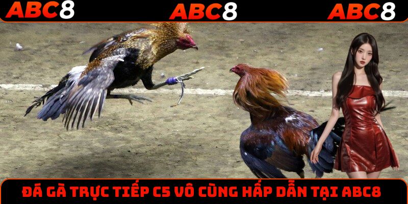 Trải nghiệm đá gà trực tiếp C5 cực thú vị