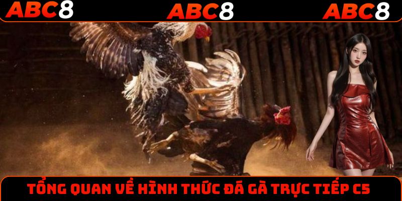 Tổng quan một số thông tin về hình thức đá gà trực tiếp C5